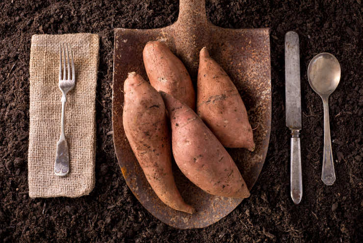 sweet potato, fork